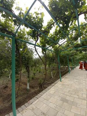 Boukhara