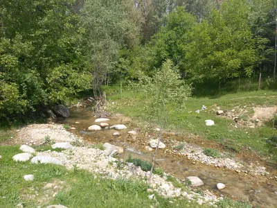 Ayriqiya