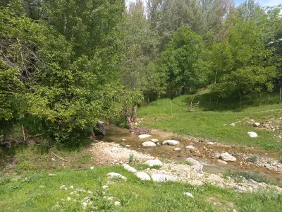 Ayriqiya