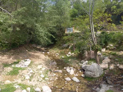 Ayriqiya