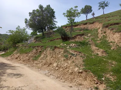 Ayriqiya