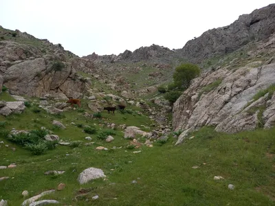 [Aktash], [Aktash]