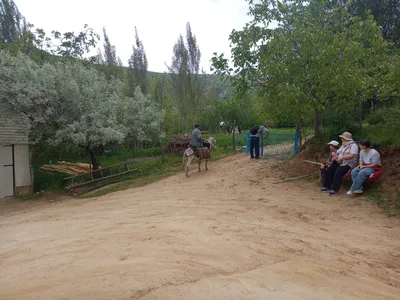 Ayriqiya