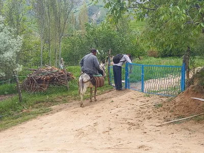 Ayriqiya