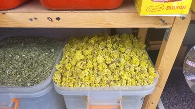 Marché de Chorsu, Tachkent