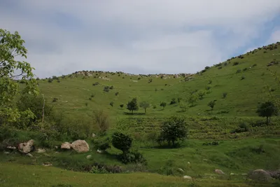 Ayriqiya