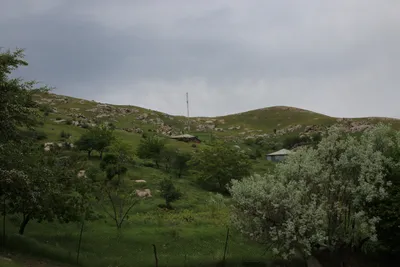 Ayriqiya
